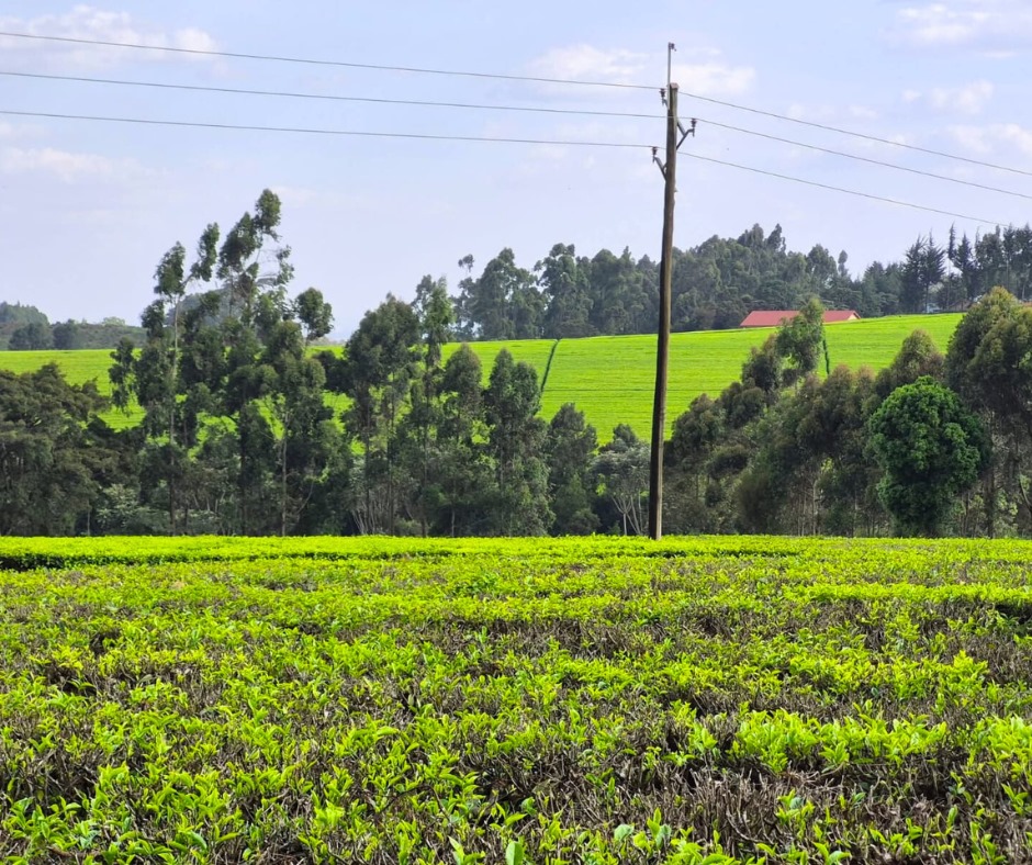 12.5 Acres Land for Sale in Riara Ridge, Tigoni, Kiambu