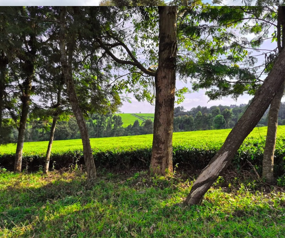 12.5 Acres Land for Sale in Riara Ridge, Tigoni, Kiambu