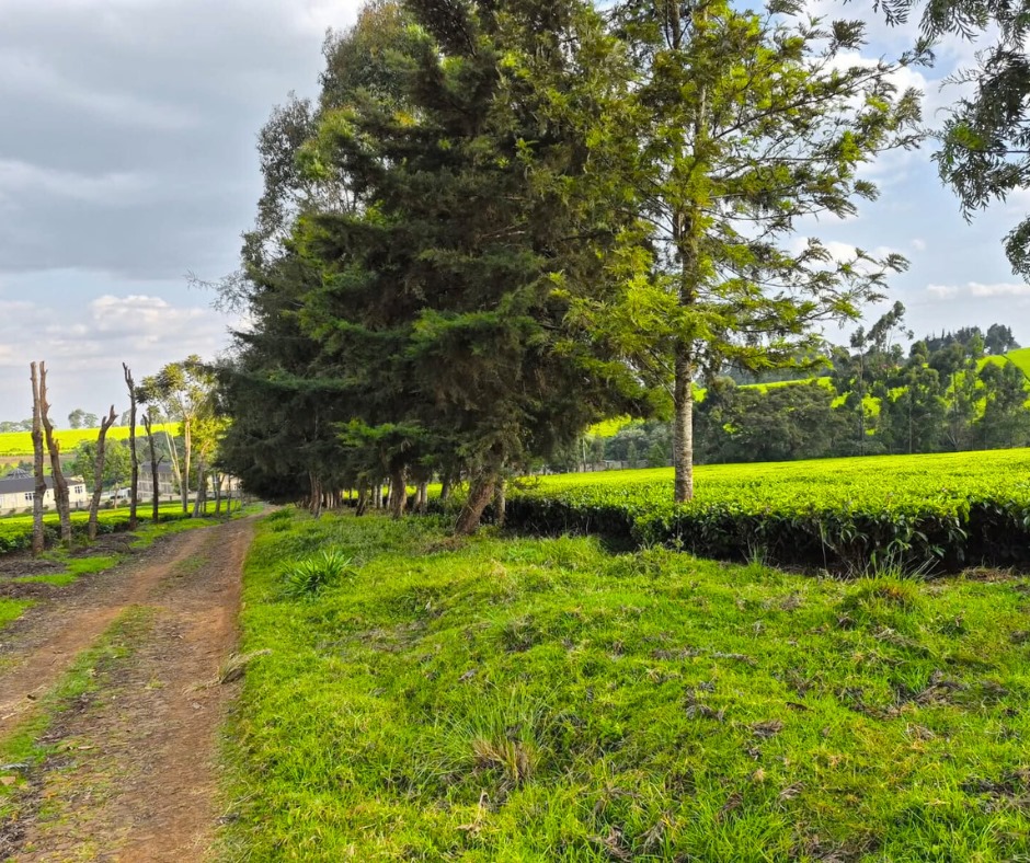 12.5 Acres Land for Sale in Riara Ridge, Tigoni, Kiambu