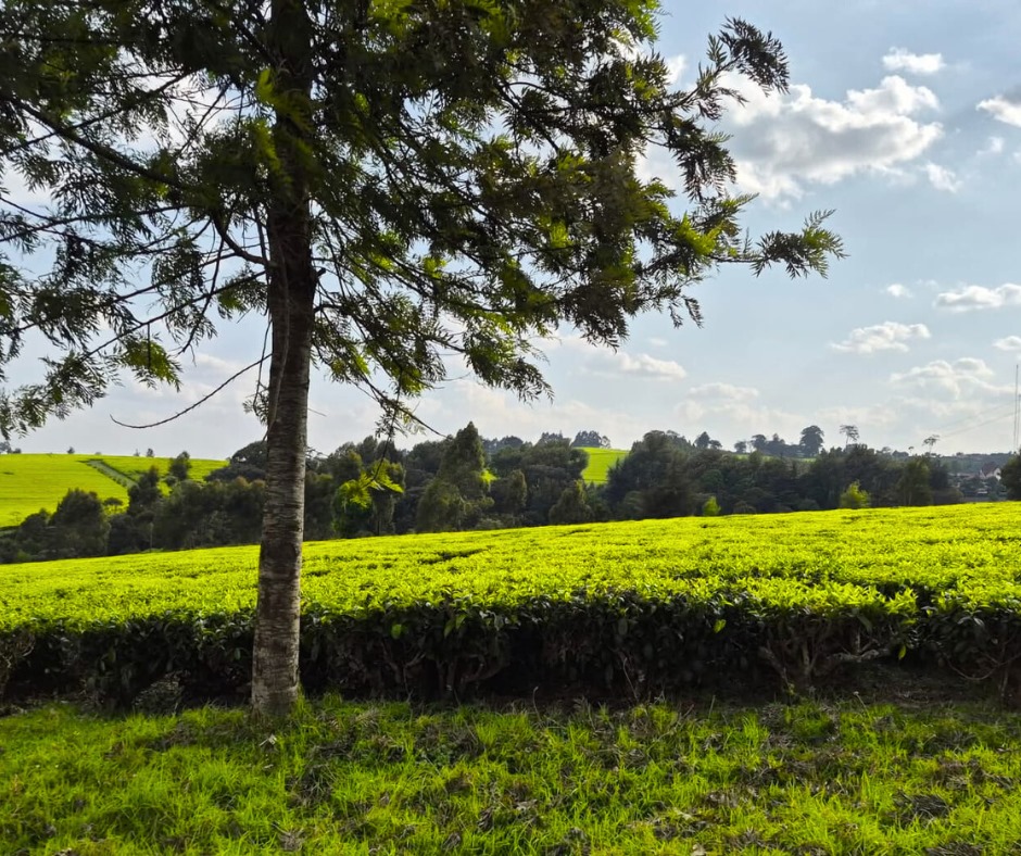 12.5 Acres Land for Sale in Riara Ridge, Tigoni, Kiambu