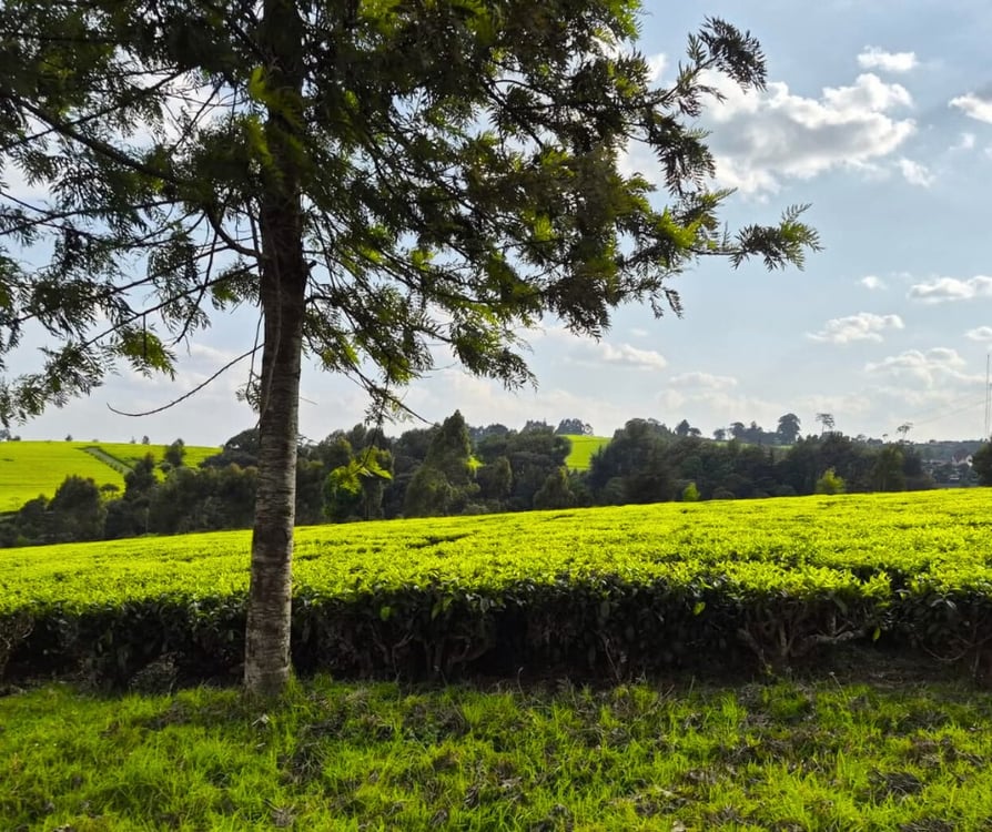 12.5 Acres Land for Sale in Riara Ridge, Tigoni, Kiambu — photo 4