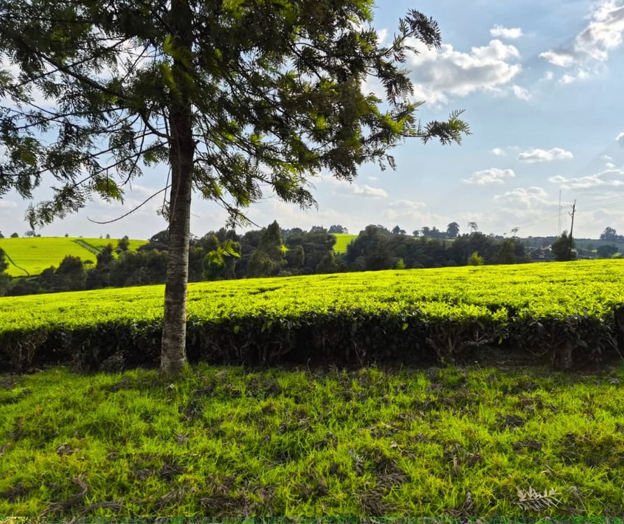12.5 Acres Land for Sale in Riara Ridge, Tigoni, Kiambu — photo 3