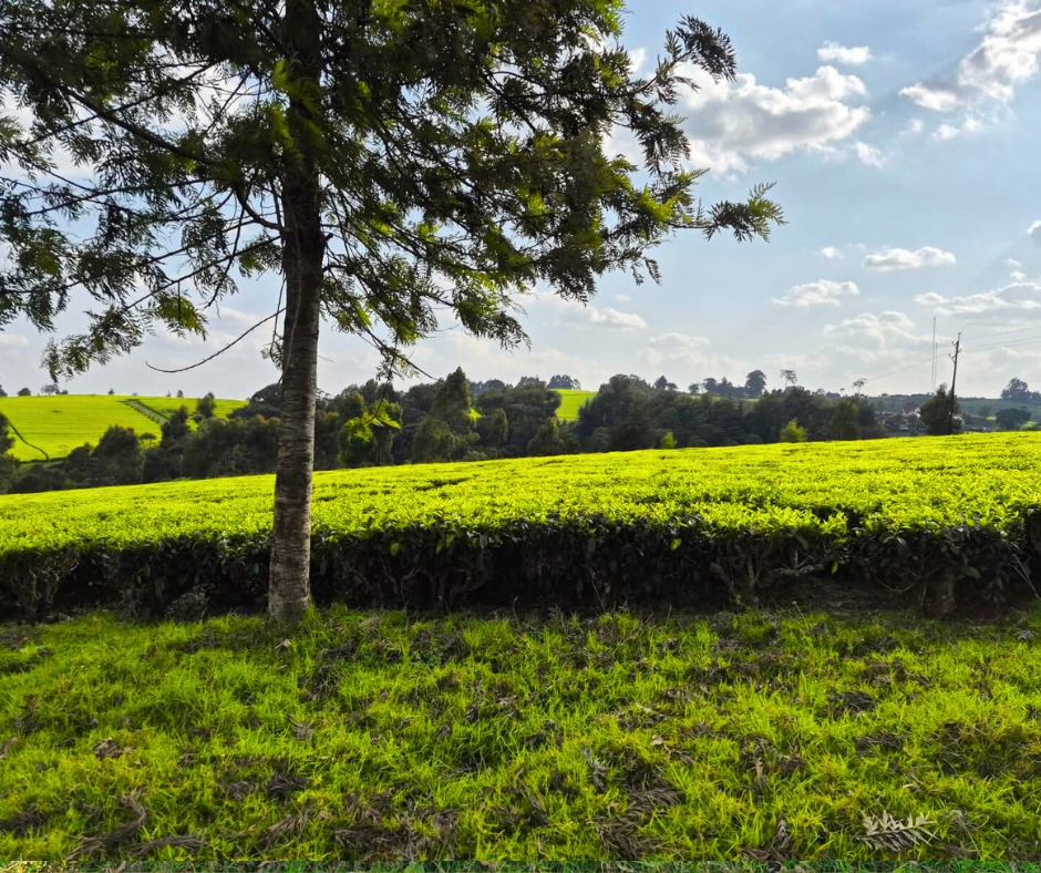 12.5 Acres Land for Sale in Riara Ridge, Tigoni, Kiambu